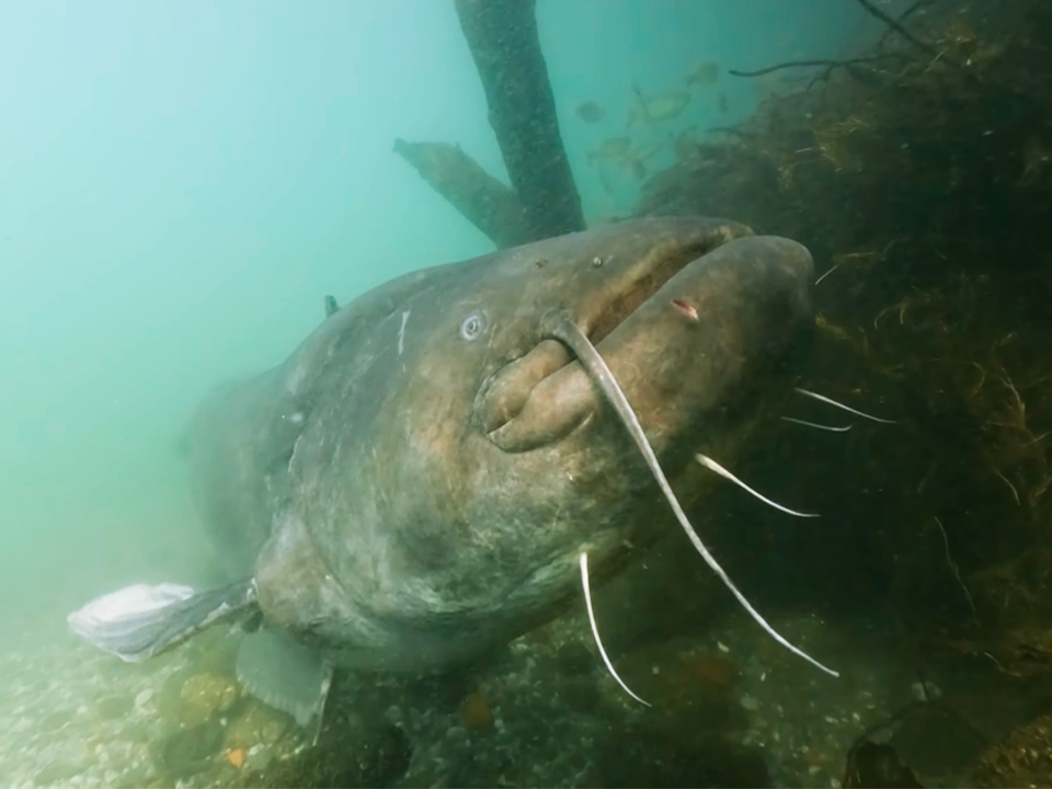 MONSTER OF THE LAKE MONSTER OF THE LAKE