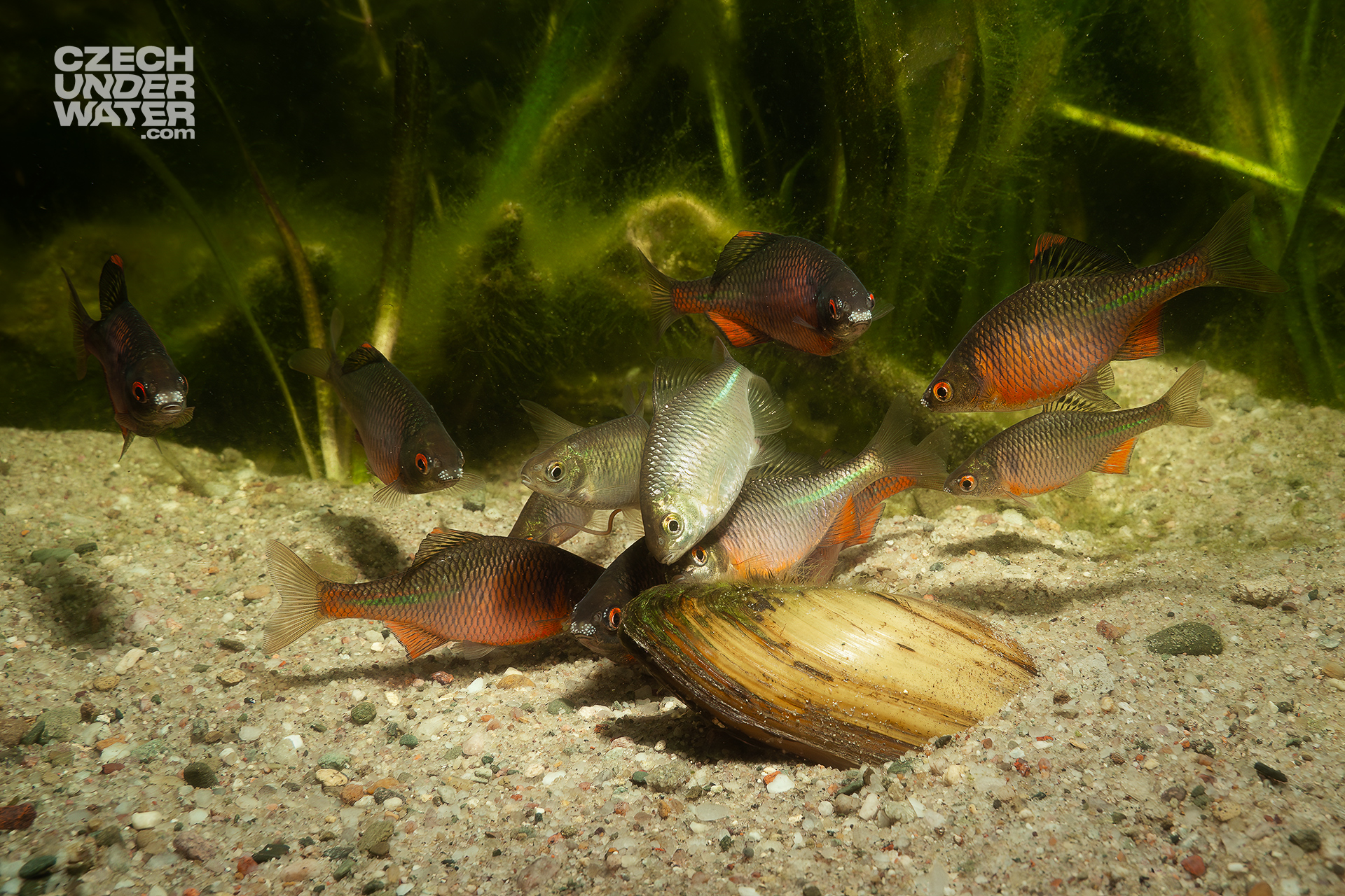 TAJEMSTVÍ ROZMNOŽOVÁNÍ HOŘAVEK DUHOVÝCH (Rhodeus amarus) TAJEMSTVÍ ROZMNOŽOVÁNÍ HOŘAVEK DUHOVÝCH (Rhodeus amarus)