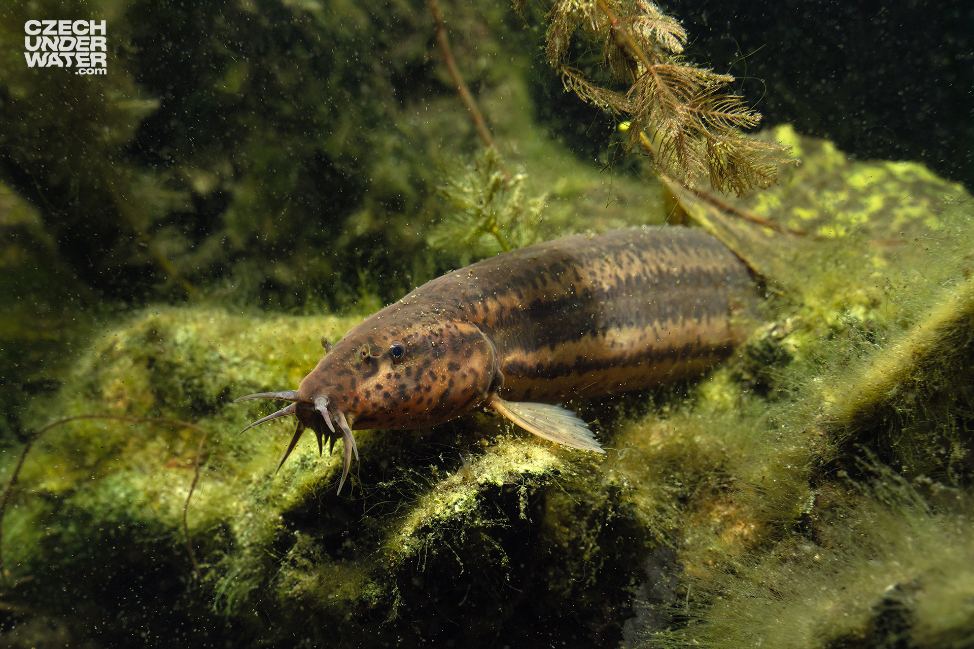 Piskoř pruhovaný (Misgurnus fossilis) Piskoř pruhovaný (Misgurnus fossilis)