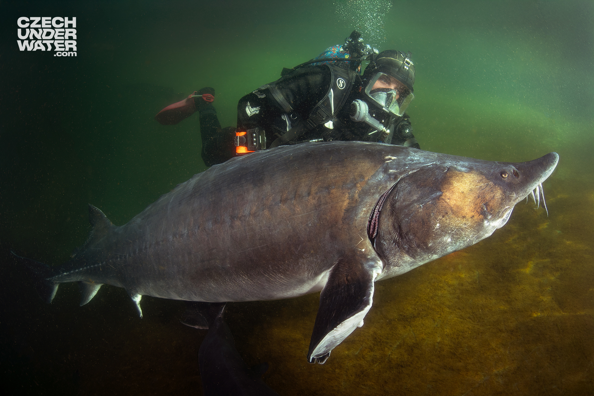 Vyza velká (Huso huso) – vodní dinosaurus Evropy Vyza velká (Huso huso) – vodní dinosaurus Evropy