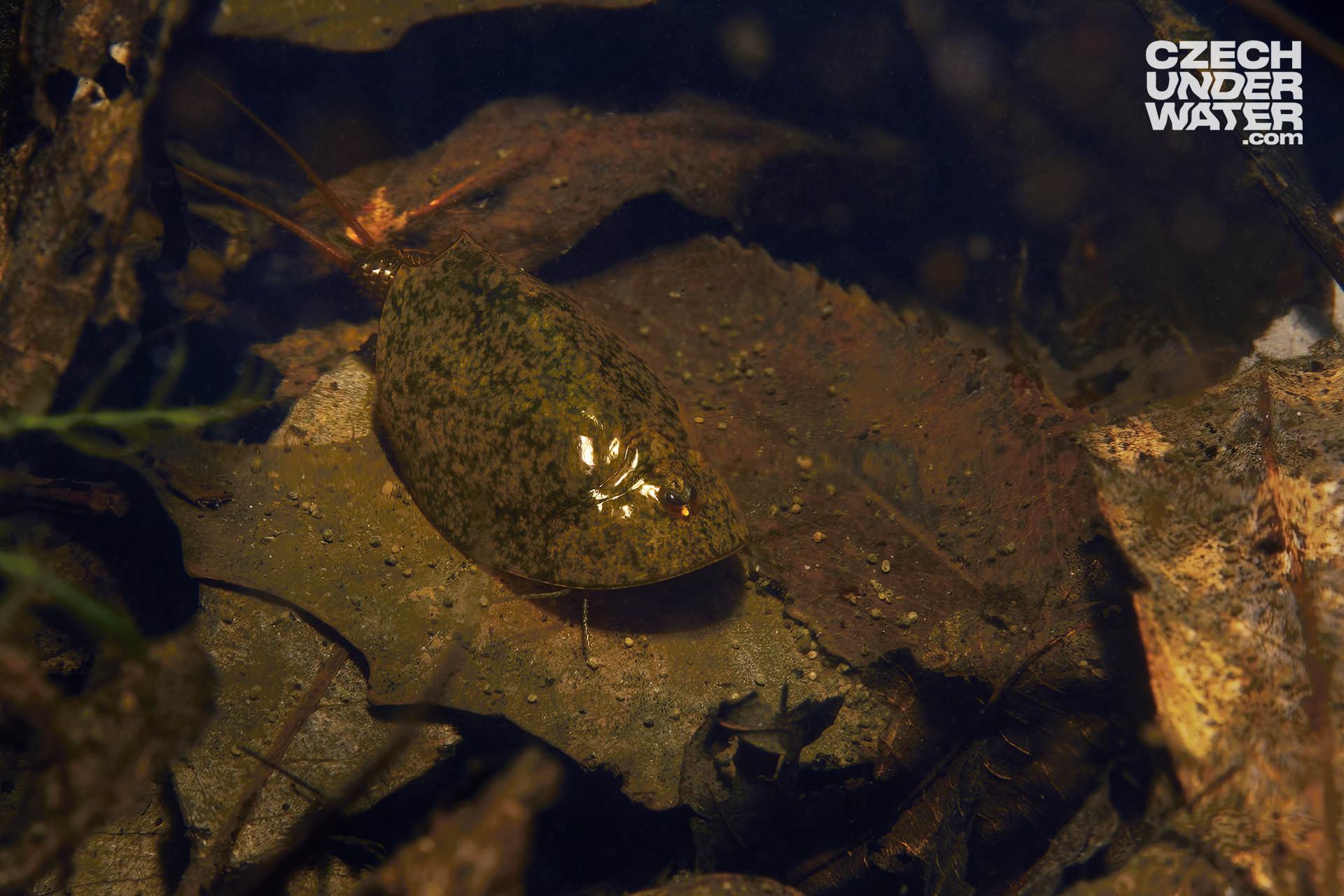 Listonoh jarní (Lepidurus apus)